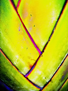 palm